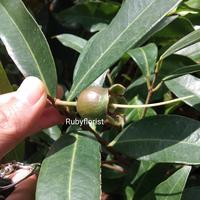 Gambar Bibit Buah jambu air mawar/jambu keraton dari Rubyflorist undefined 4 Tokopedia