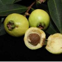 Gambar Bibit Buah jambu air mawar/jambu keraton dari Rubyflorist undefined 2 Tokopedia