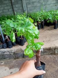 Gambar Bibit Anggur Jenis Alfonso dari NARA GARDEN undefined 3 Tokopedia