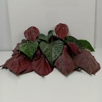 Gambar Sirih merah segar - DAUN BESAR dari tokobmg undefined 1 Tokopedia