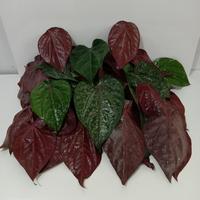 Gambar Sirih merah segar - DAUN BESAR dari tokobmg undefined 3 Tokopedia