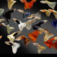 Gambar guppy - ikan hias gupy dari udang hias murah undefined 3 Tokopedia