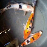 Gambar Paket Koi Showa 3 Ekor Ukuran 22-24cm Garansi Hidup Sampai Tujuan Jika Mati Ganti Uang Setara Harga Dengan Syarat Video Unboxing Dan Foto dari Habibiekoifarm undefined 3 Tokopedia