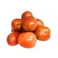 Gambar Benih / Biji Tomat Sayur Permata Repack - Berkualitas - 10 Seeds dari Adana Nursery undefined 4 Tokopedia