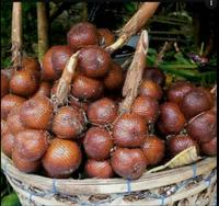 Gambar BUAH SALAK PONDOH ASLI TURI YOGYAKARTA LANGSUNG PETIK DARI KEBUN SALAK dari Bima CCTV undefined 2 Tokopedia