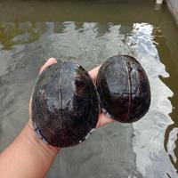 Gambar SEPASANG KURA KURA AMBON SIZE 12-17 Cm GARANSI 100 % / FREE PELET dari KINANTI ANATASYA undefined 3 Tokopedia