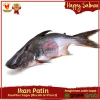 Gambar Ikan Patin Segar 1kg (bersih isi perut) - Ikan Harian Segar Ikan Patin dari Happy Salmon jakarta undefined 1 Tokopedia