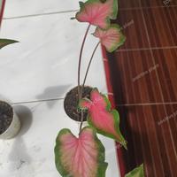 Gambar keladi red mandova dari P.W STORE NURSERY undefined 5 Tokopedia