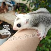 Gambar joey wf moza jantan betina mosaic baby glider tas pouch mozaic mozaik dari Paw Paradise undefined 2 Tokopedia
