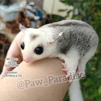 Gambar joey wf moza jantan betina mosaic baby glider tas pouch mozaic mozaik dari Paw Paradise undefined 3 Tokopedia
