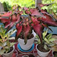 Gambar keladi red mandova dari P.W STORE NURSERY undefined 1 Tokopedia