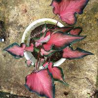 Gambar keladi red mandova dari P.W STORE NURSERY undefined 2 Tokopedia