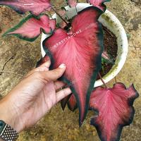 Gambar keladi red mandova dari P.W STORE NURSERY undefined 3 Tokopedia