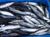 Gambar Ikan Tongkol biasa dari LaukpaukMedan undefined 1 Tokopedia
