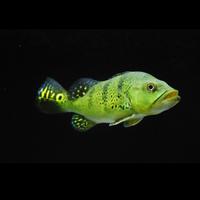 Gambar Ikan Predator Peacock bass Kelberi Kelbery Pbass Kelberi Kelbery dari HaerAquatic undefined 1 Tokopedia