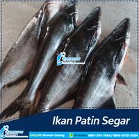 Gambar PROMO!! Ikan Patin Segar 1KG - Ikan Patin Murah - Ikan Harian Segar dari Kampung Udang undefined 1 Tokopedia