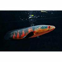Gambar ikan channa red barito - 40 Cm dari Ikan nih undefined 1 Tokopedia