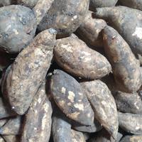 Gambar UBI CILEMBU 1kg dari Suplier Daging Sapi Bandung undefined 2 Tokopedia
