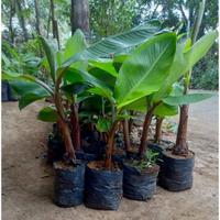 Gambar bibit tanaman buah pisang kidang pisang merah super dari Brilian bibit tanaman undefined 2 Tokopedia