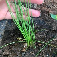 Gambar Bawang Kucai - Bibit Tanaman Umbi dan Daun Obat Herbal dari TOKO BERANJAK KUAT undefined 3 Tokopedia