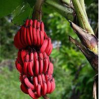 Gambar bibit tanaman buah pisang kidang pisang merah super dari Brilian bibit tanaman undefined 1 Tokopedia