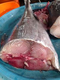 Gambar Ikan Tuna - 900-1000gr dari LaukpaukMedan undefined 1 Tokopedia