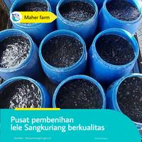 Gambar bibit lele Sangkuriang 4 - 5 cm dari maher_catfishfarm undefined 3 Tokopedia
