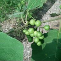 Gambar bibit pohon takokak,cemongkak,pokak,solanum torvum dari najabmart undefined 2 Tokopedia