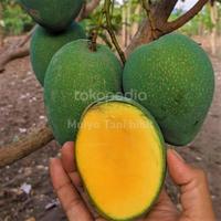 Gambar Bibit tanaman buah mangga madu thailand okulasi super dari MULYO TANI undefined 1 Tokopedia