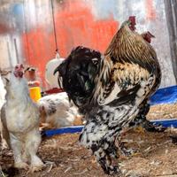 Gambar telur tetas (fertil) ayam brahma dari Januardo25 undefined 4 Tokopedia
