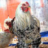 Gambar telur tetas (fertil) ayam brahma dari Januardo25 undefined 2 Tokopedia