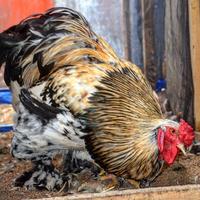 Gambar telur tetas (fertil) ayam brahma dari Januardo25 undefined 3 Tokopedia
