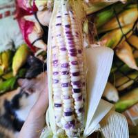 Gambar jagung ketan putih ungu 1kg dari Ono Kabeh sibenz undefined 1 Tokopedia