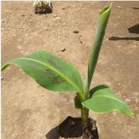 Gambar BIBIT ASLI PISANG MOROSEBO BERBUAH PENDEK dari SERBA&#39;BIBIT undefined 2 Tokopedia