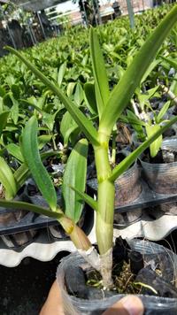 Gambar Dendrobium Erawan Green remaja dari dara garden undefined 2 Tokopedia