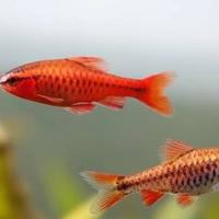 Gambar ikan chery barb1 dari udang hias murah undefined 4 Tokopedia