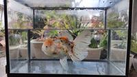 Gambar Ikan Mas Koki (Goldfish) Oranda Calico pancawarna Jumbo dari Moon Goldfish undefined 1 Tokopedia