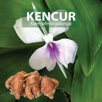 Gambar KENCUR Kapsul Herbal Kemasan Hemat - isi 100 pcs dari Berkah GreenShop undefined 3 Tokopedia