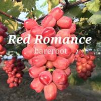 Gambar Bibit Anggur Import Red Romance Garansi Valid 100% dari NARA GARDEN undefined 3 Tokopedia