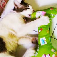 Gambar Perlengkapan kucing / Guling Kucing Imut dari Momota Shop_NEW undefined 1 Tokopedia
