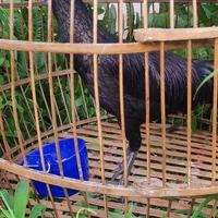 Gambar ayam bekicem bekisar cemani gacor dari ayam hutan hijau fairel farm undefined 2 Tokopedia