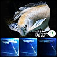 Gambar ikan hias arwana arowana silver untuk aquarium dari Kamimasai Aquatic undefined 1 Tokopedia