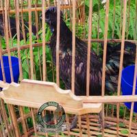 Gambar ayam bekicem bekisar cemani gacor dari ayam hutan hijau fairel farm undefined 4 Tokopedia