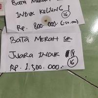 Gambar oplosan essen ikan mas jitu galapung lomba aroma eggvanila condenced dari kucrut fishing team undefined 2 Tokopedia