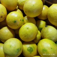 Gambar lemon segar 1kg dari Rempahpedia undefined 5 Tokopedia
