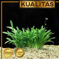 Gambar Sagittaria Subulata Tanaman Air Aquascape Serap Nitrat Per 1 Tanaman dari renbodash undefined 1 Tokopedia
