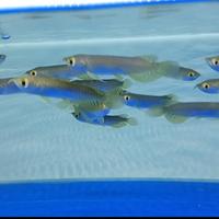 Gambar ikan arwana green pino dari bang_buluk undefined 1 Tokopedia