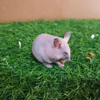 Gambar Jual Hamster Spink Lucu Imut Wajib Gojek/Grab dari HAMSBEAR PET CENTER_NEW undefined 1 Tokopedia
