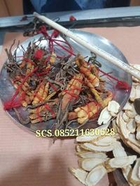 Gambar Jamur Cordyceps Dong Chong Xia Cao asli 38 gram yit niu dari IndoHousewareStore undefined 2 Tokopedia