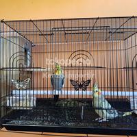 Gambar burung falk parkit australi dari Exotic Parrot undefined 3 Tokopedia